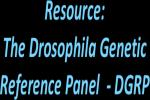 Drosophila melanogaster Genetic Reference Panel (DGRP) logo
